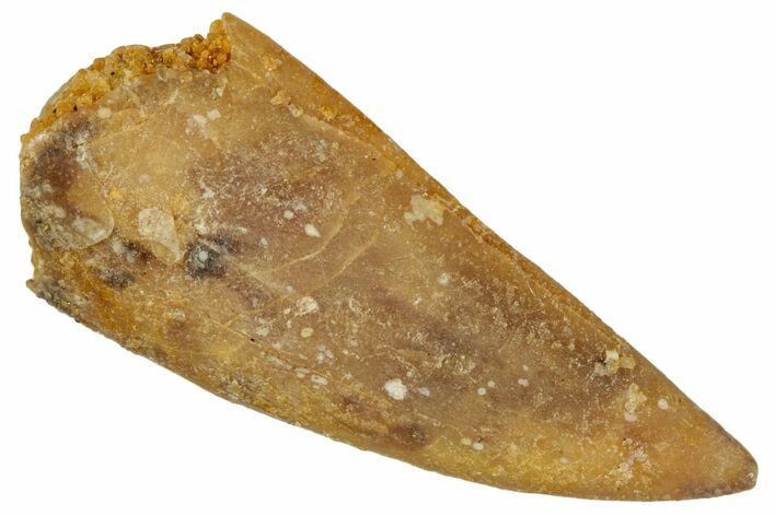 Bargain, Raptor Tooth - Real Dinosaur Tooth #243718